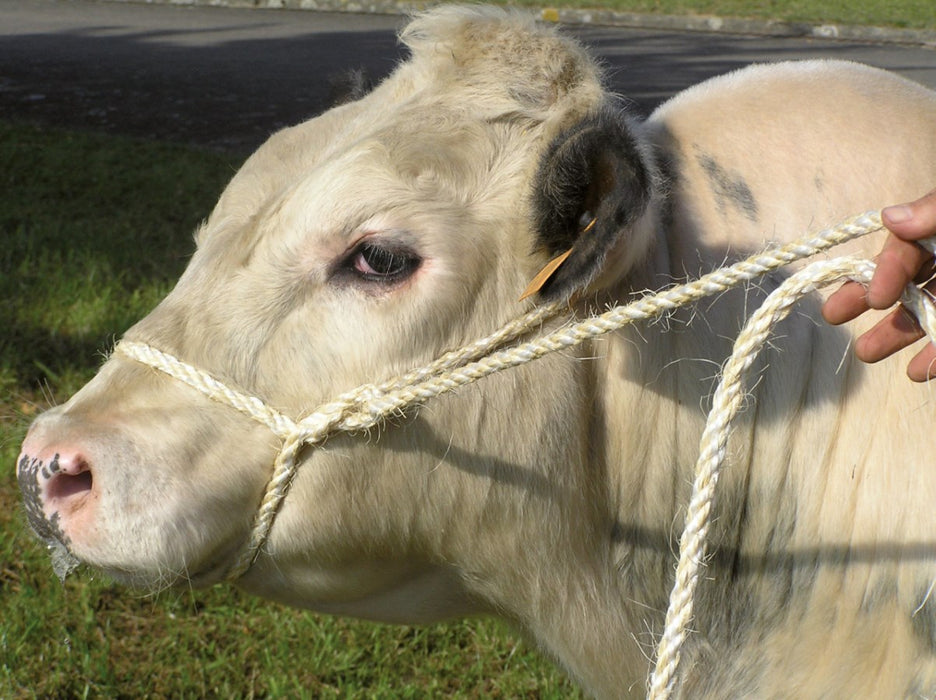 Viehtransportstrick 3,2m 10 Stück