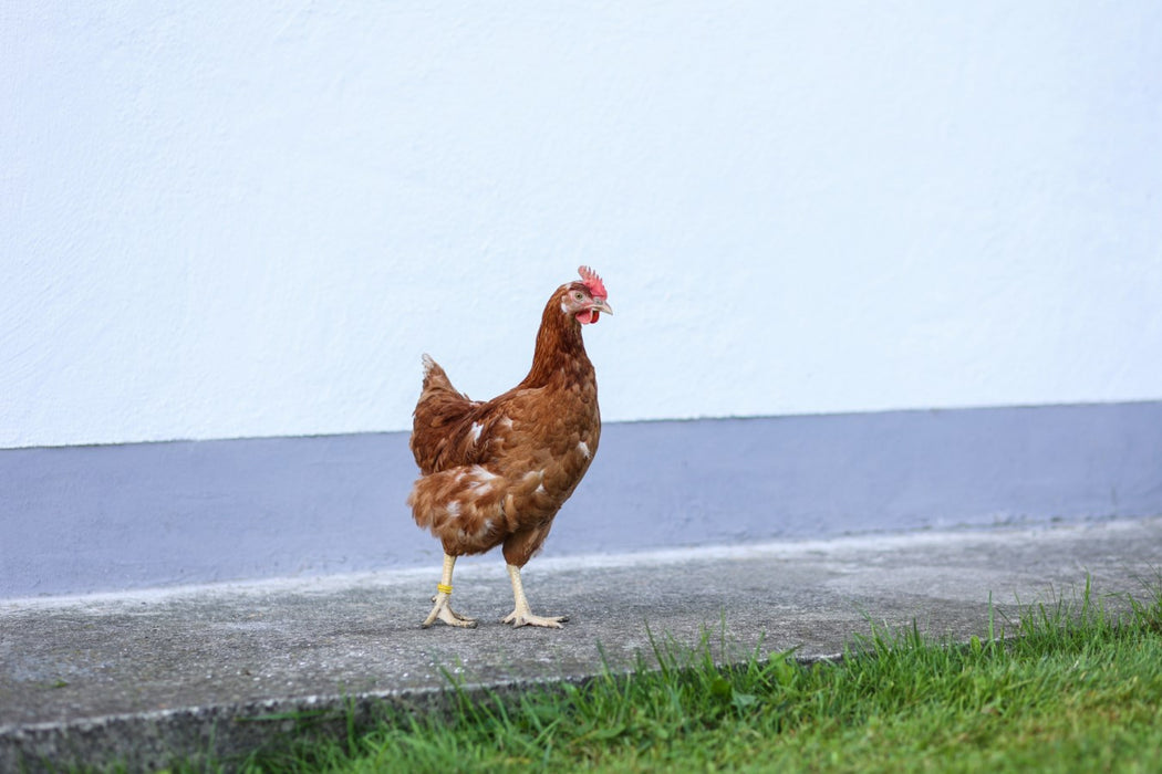 Spiralringe für Hühner, Puten, Fasane 25 Stück -extra stark-