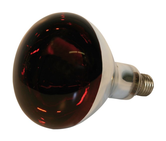 Infrarotlampe 150W Hartglas, rot