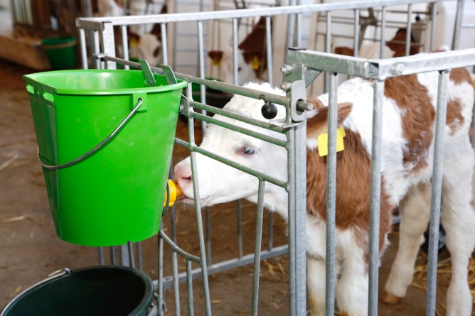 Tränkeeimer mit Hygieneventil 8 Liter