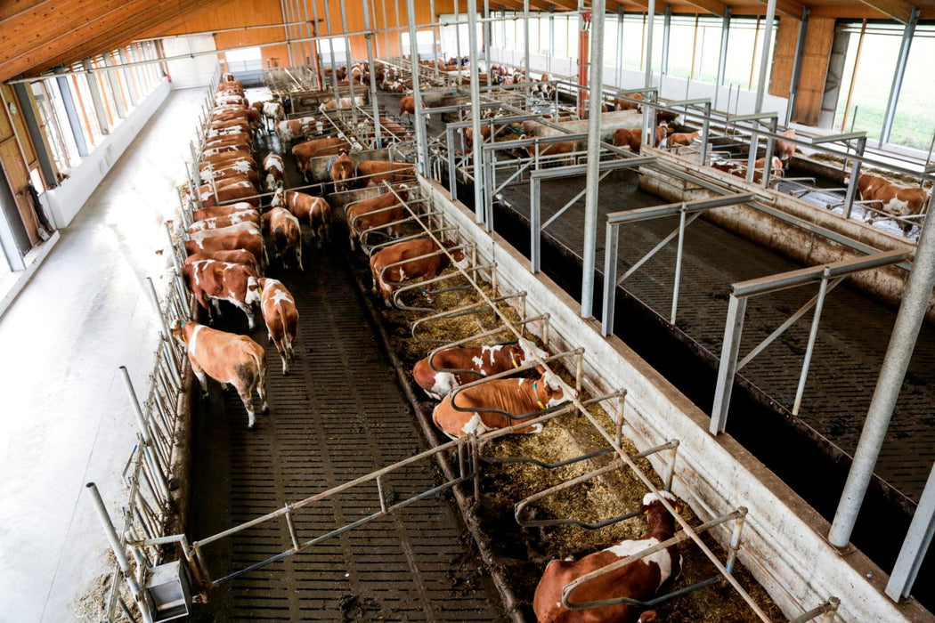 Tier-Überwachungskamera - IPCam 360° FHD 4-fach opt. Zoom