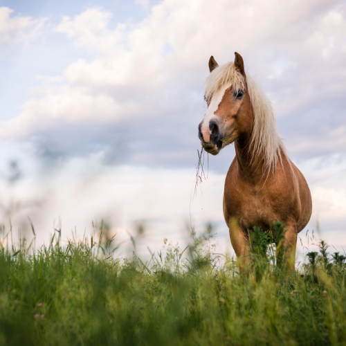 Pferd mit Gras